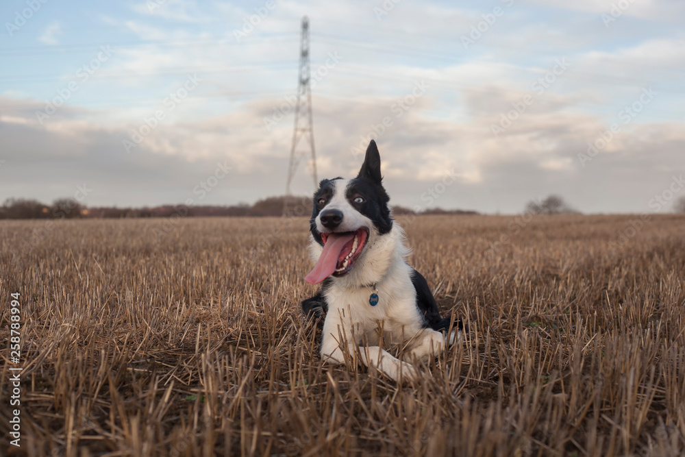 Border Collie relaxing on a field
