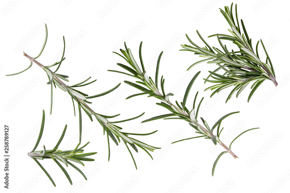 Frash falling rosemary herb isolated on white Frash falling rosemary herb isolated on white