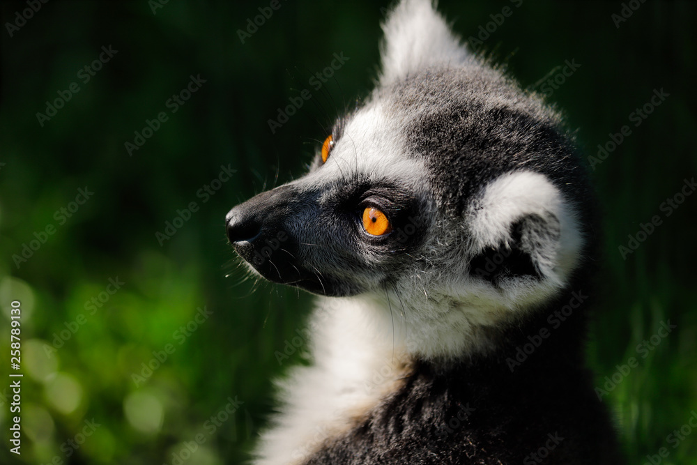 Obraz premium Portrait of ring-tailed lemur (catta)