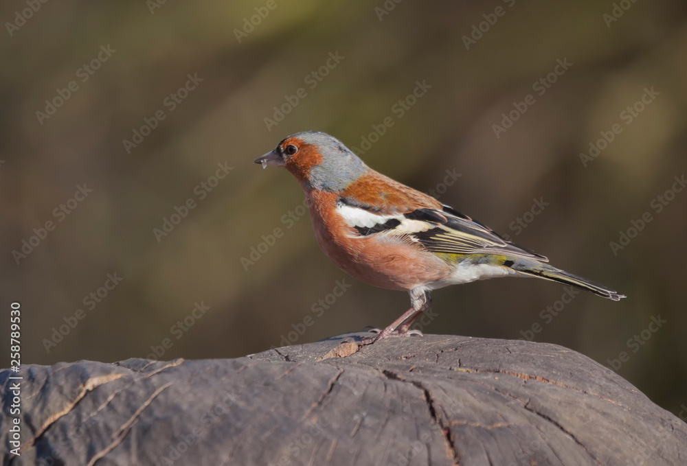 Chaffinch perched on tree stump Chaffinch perched on tree stump
