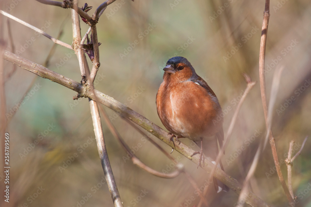Male Chaffinch Perched in a Tree during Winter almost Spring. Male Chaffinch Perched in a Tree during Winter almost Spring.