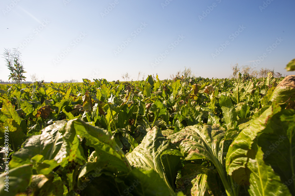 View of the sugar beet field to the horizon. Theme is orginic and agrarian