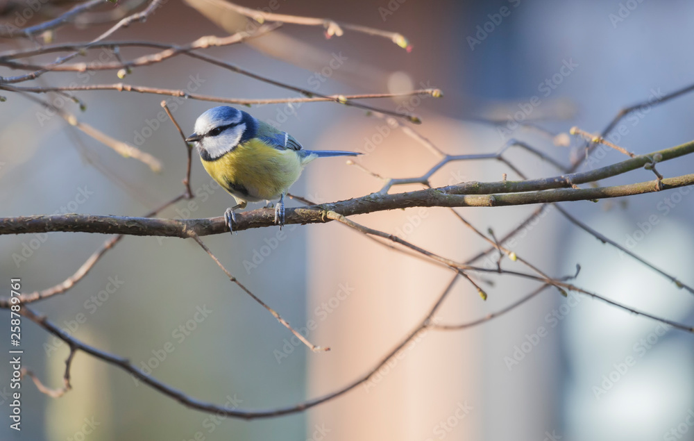 Fototapeta premium Blue Tit against a beautiful blurred background