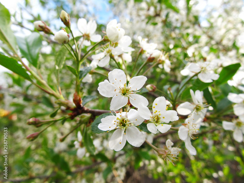 Cherry flowers on a branch in the spring