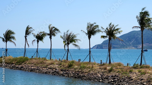 A few palm standing in a row near the sea on Panagar beach in Nha Trang Vietnam © Tolya