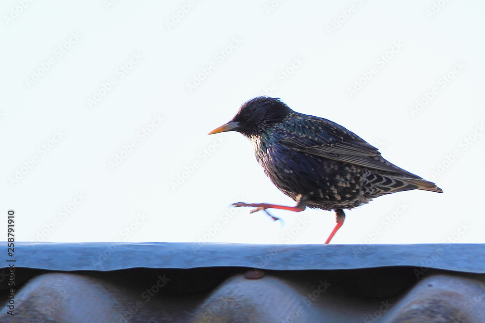 Starling is on the ridge of a slate roof Starling is on the ridge of a slate roof