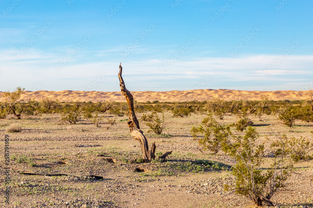 A Californian Desert Landscape