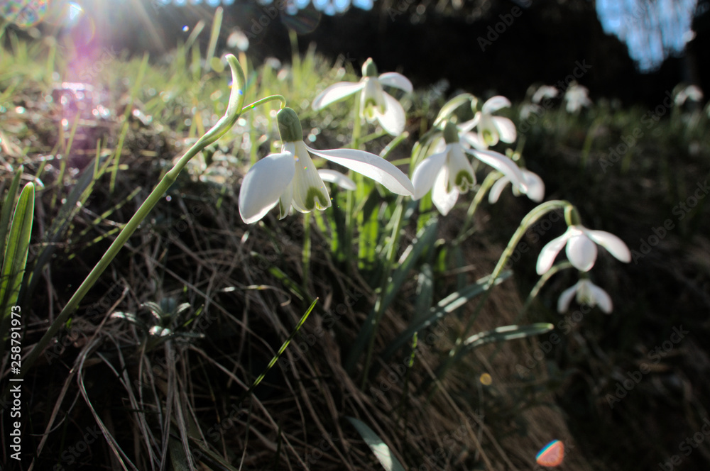 Snowdrops on bank in Swiss Alps Snowdrops on bank in Swiss Alps