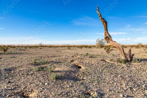 A Californian Desert Landscape © lemanieh