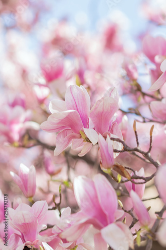 Pink magnolia flowers in full bloom on the tree branch with blue sky in background 