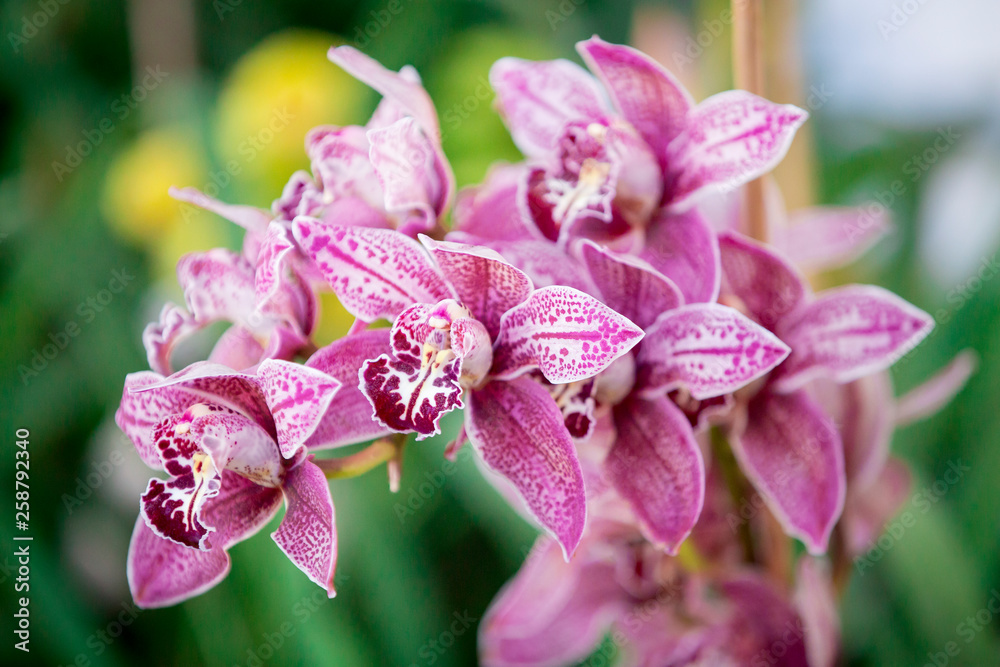 Very beautiful pink orchid, macro detail.
