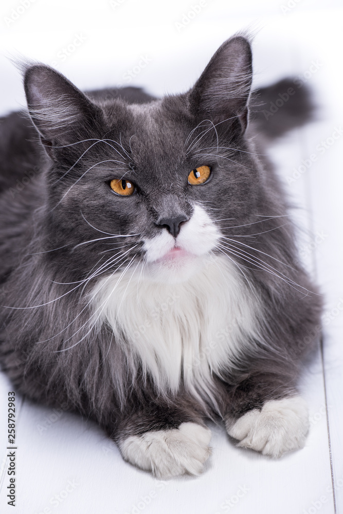 Gray cat of Maine Coon breed looks into your eyes with big beautiful, yellow eyes on a white background and at the same time looks like a cutie.