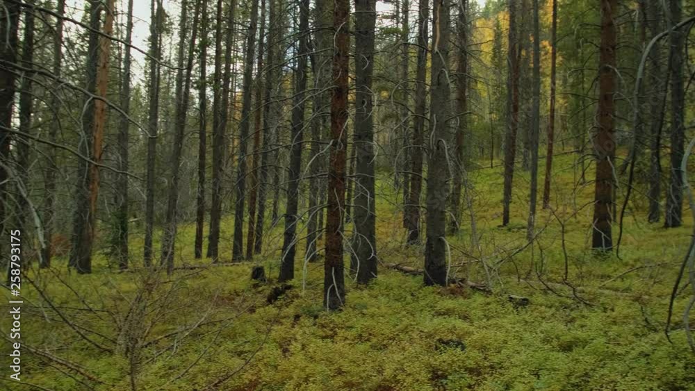 Forest Forest