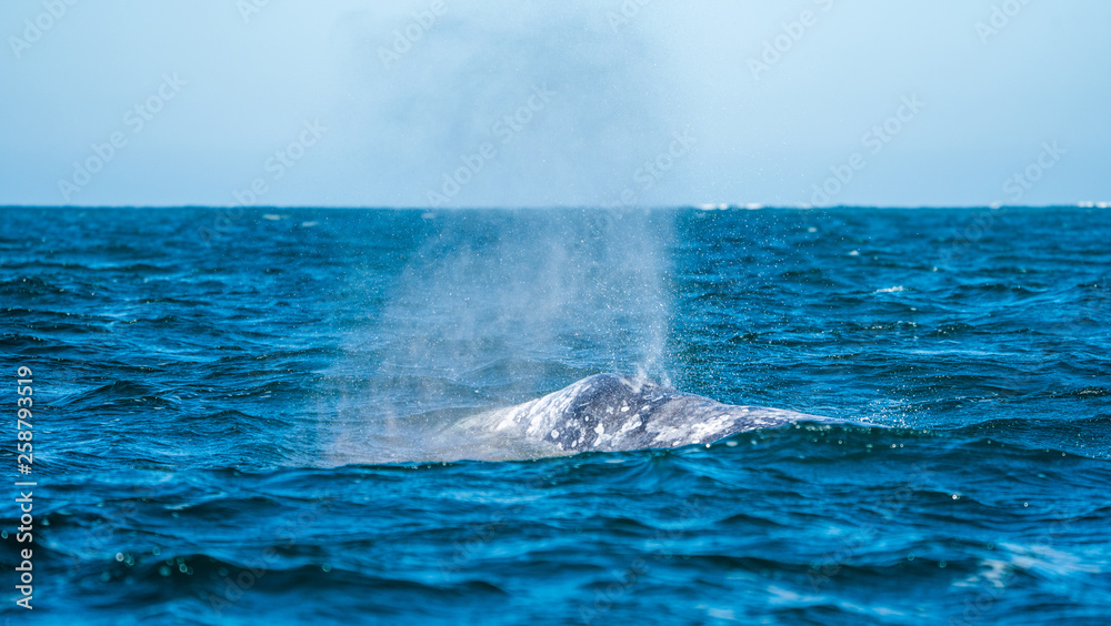 A california grey whale surfaces in Baja mexico