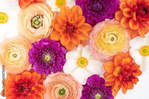 Fall color floral flat lay background with ranunculus, dahlia and anemone