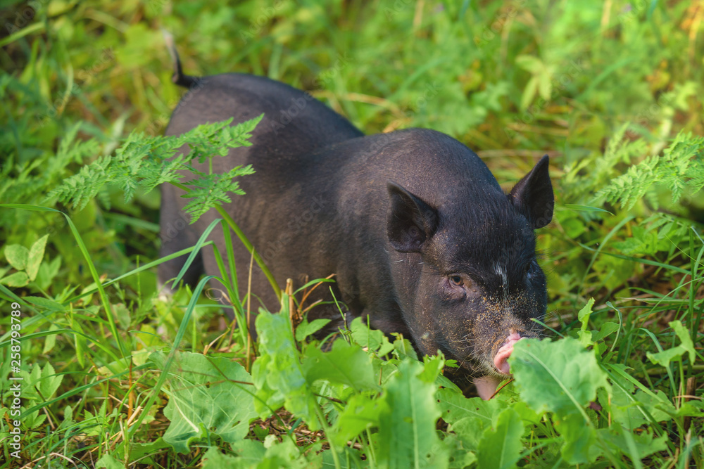Respect for wildlife and the world around us. Young pig, black, stands on the green grass. Concept, animal health, friendship, love of nature and animals. Vegetarian style. Respect for wildlife and the world around us. Young pig, black, stands on the green grass. Concept, animal health, friendship, love of nature and animals. Vegetarian style.