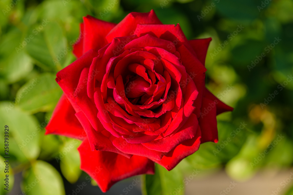 Red Rose. Flower. Beautiful red rose close-up. Vibrant Rose close up macro.Red Rose petals. Red Rose. Flower. Beautiful red rose close-up. Vibrant Rose close up macro.Red Rose petals.