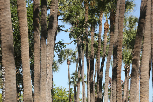 looking up at palm trees