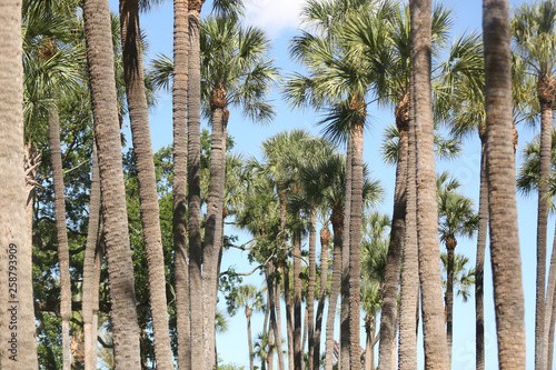 looking up at palm trees