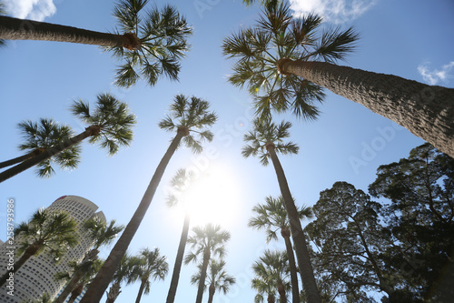 looking up at palm trees