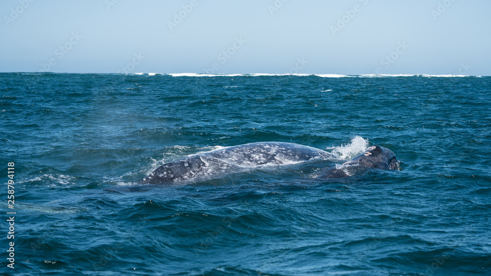 Naklejka premium California Grey whale in Baja mexico.