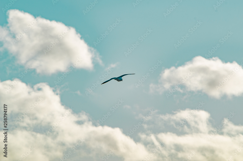 Seagull flying on a cloudy sky