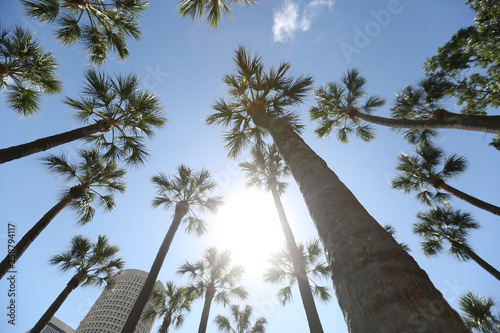 looking up at palm trees