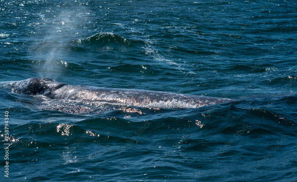 Fototapeta premium California Grey whales in along the coast of Baja mexico attend to their young until it is time to head north.