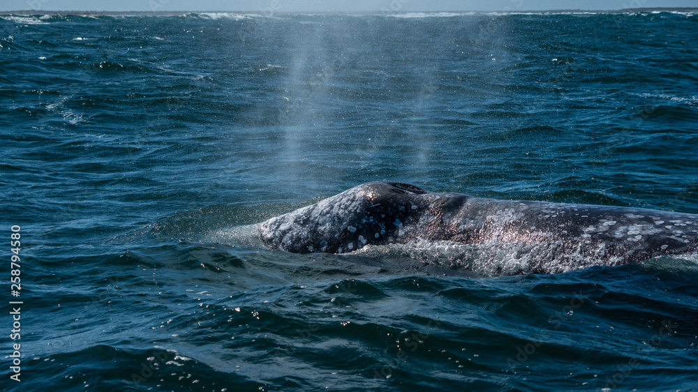 Obraz premium California Grey whales in along the coast of Baja mexico attend to their young until it is time to head north. 