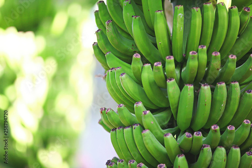 banana plantation