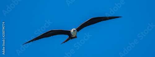 frigate Bird in flight