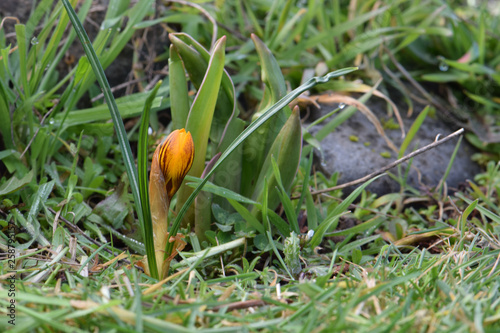 Yellow Stripe Crocus