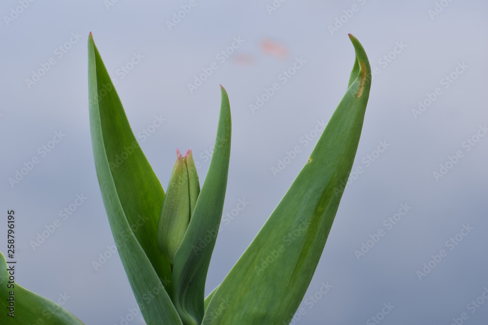 Tulip Water 01 Tulip Water 01