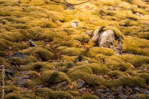 Asturias, Spain. The Muniellos Nature Reserve (Reserva natural integral), protected area of woodland along the valley of the river Muniellos-Tablizas