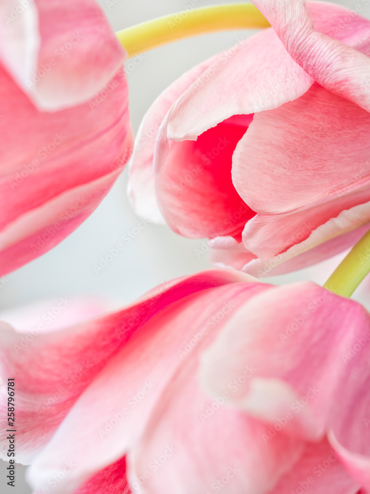 beautiful petals of pink tulips in close up view
