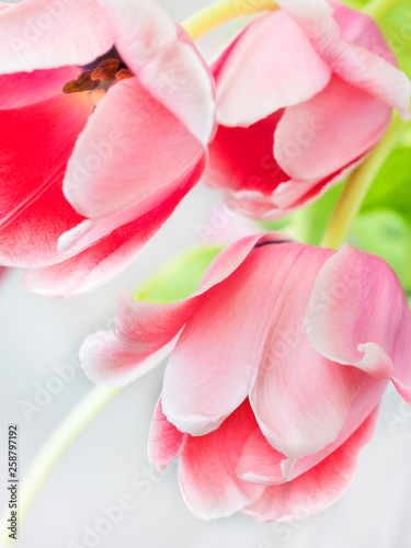 three pink tulips © sergejson