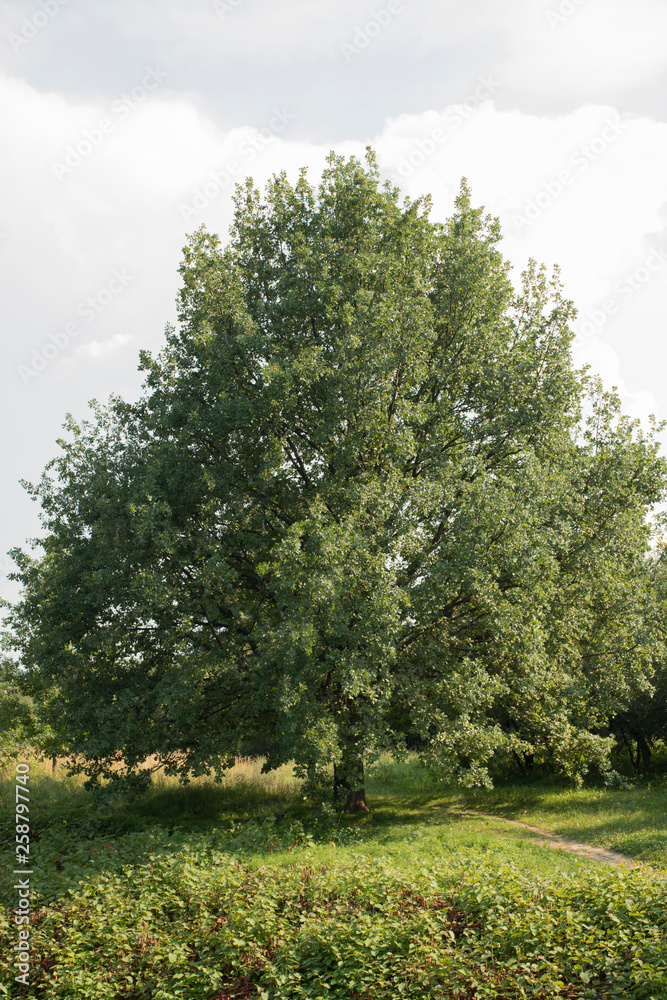 Fototapeta premium Old single big tree against the sky