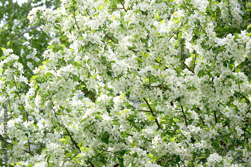 white sakura flower or Apple tree blossoms white sakura flower or Apple tree blossoms