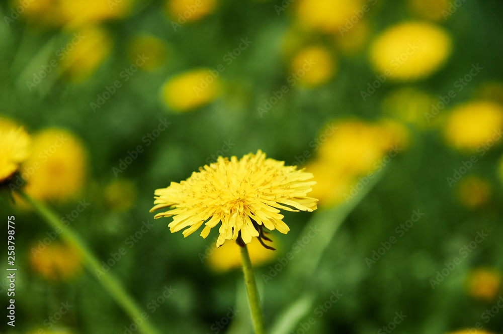 Yellow dandelion flowers.Taraxacum officinale. Dandelions field background on spring sunny day. Blooming dandelion. Yellow dandelion flowers.Taraxacum officinale. Dandelions field background on spring sunny day. Blooming dandelion.