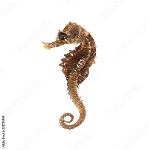 Closeup of a sea horse swimming on a white background