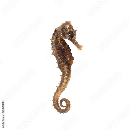 Closeup of a sea horse swimming on a white background