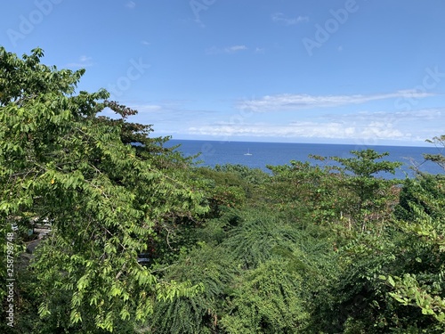 ocean view over forest