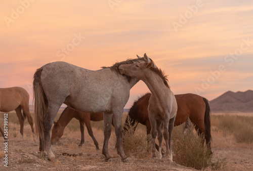 Wild Horses at sunset in the Utah Desert © natureguy