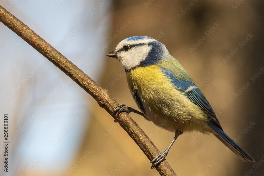 Fototapeta premium Bright blue tit sits on a branch in the park and looks at the photographer. City birds. Blurred background. Close-up. Wild nature. Spring soon.