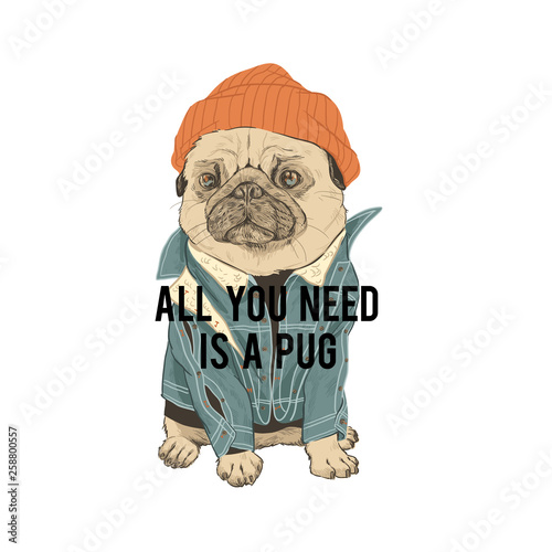 Typography graphic print pug in hat. All you is a pug need quote