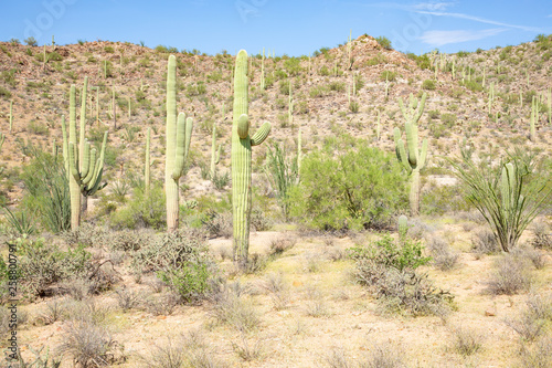 Cuadro en lienzo Saguaro National Park, west unit, Arizona, USA