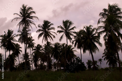 Palm trees at sunset © Ronaldo