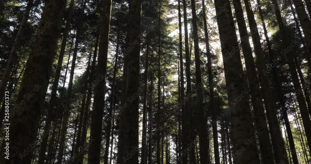 Sun rays through forest trees in movement. Sun rays through forest trees in movement.