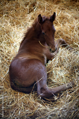 Close up of newborn foal lying in horse stable rural scene