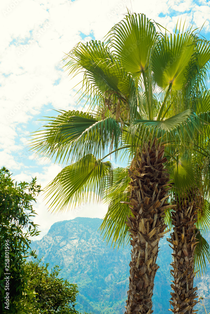 Palms on junge, sky and mountains background. Tropical landscape Palms on junge, sky and mountains background. Tropical landscape